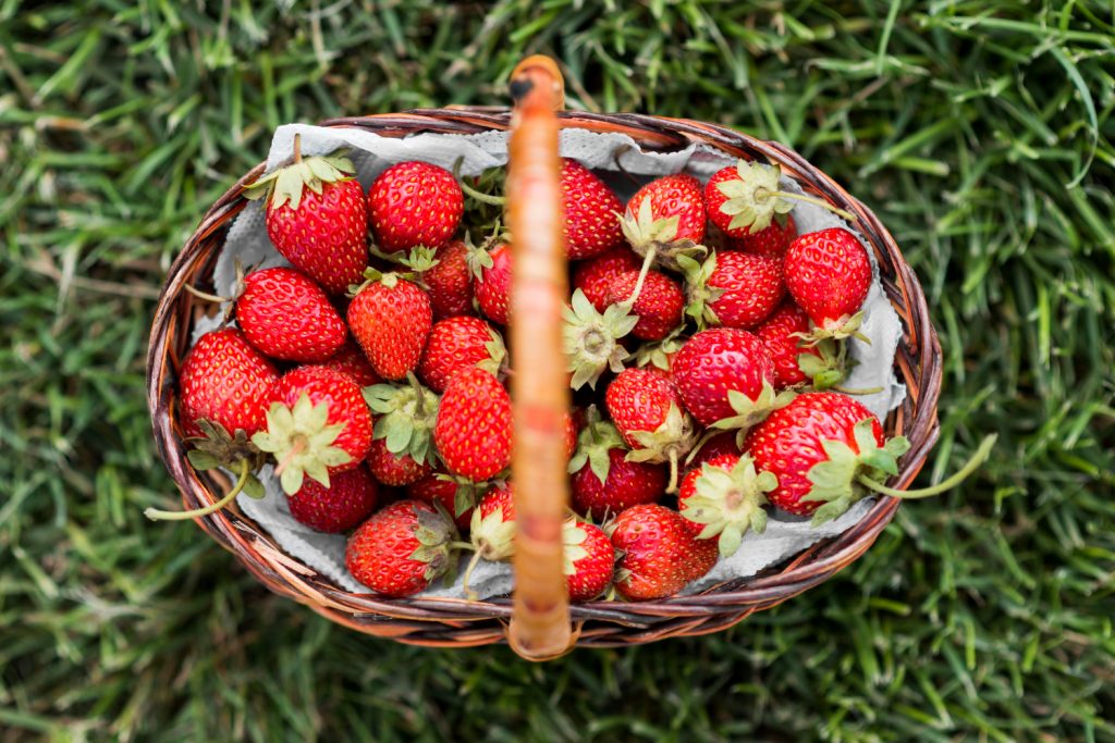 Fraises des bois